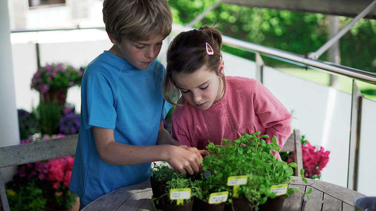 Traditional Garden Games Sembra sow and grow your own kits